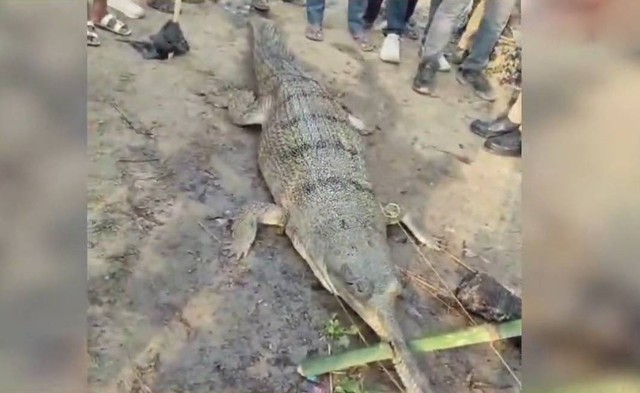 Thả lưới trên sông, ngư dân hoảng sợ khi bắt được thứ đáng sợ- Ảnh 1.