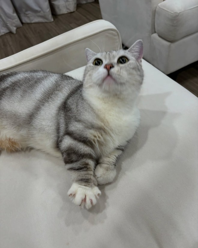 Sơn Tùng chuẩn bị cho tổ ấm mới?- Ảnh 6. Sơn Tùng chuẩn bị cho tổ ấm mới?- Ảnh 6.