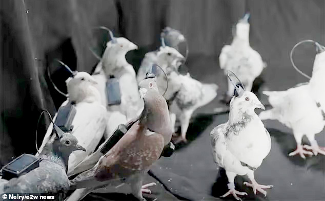 Nga biến chim bồ câu thành bio-drone, bay xa hàng trăm km - Ảnh 2. Nga biến chim bồ câu thành bio-drone, bay xa hàng trăm km - Ảnh 2.