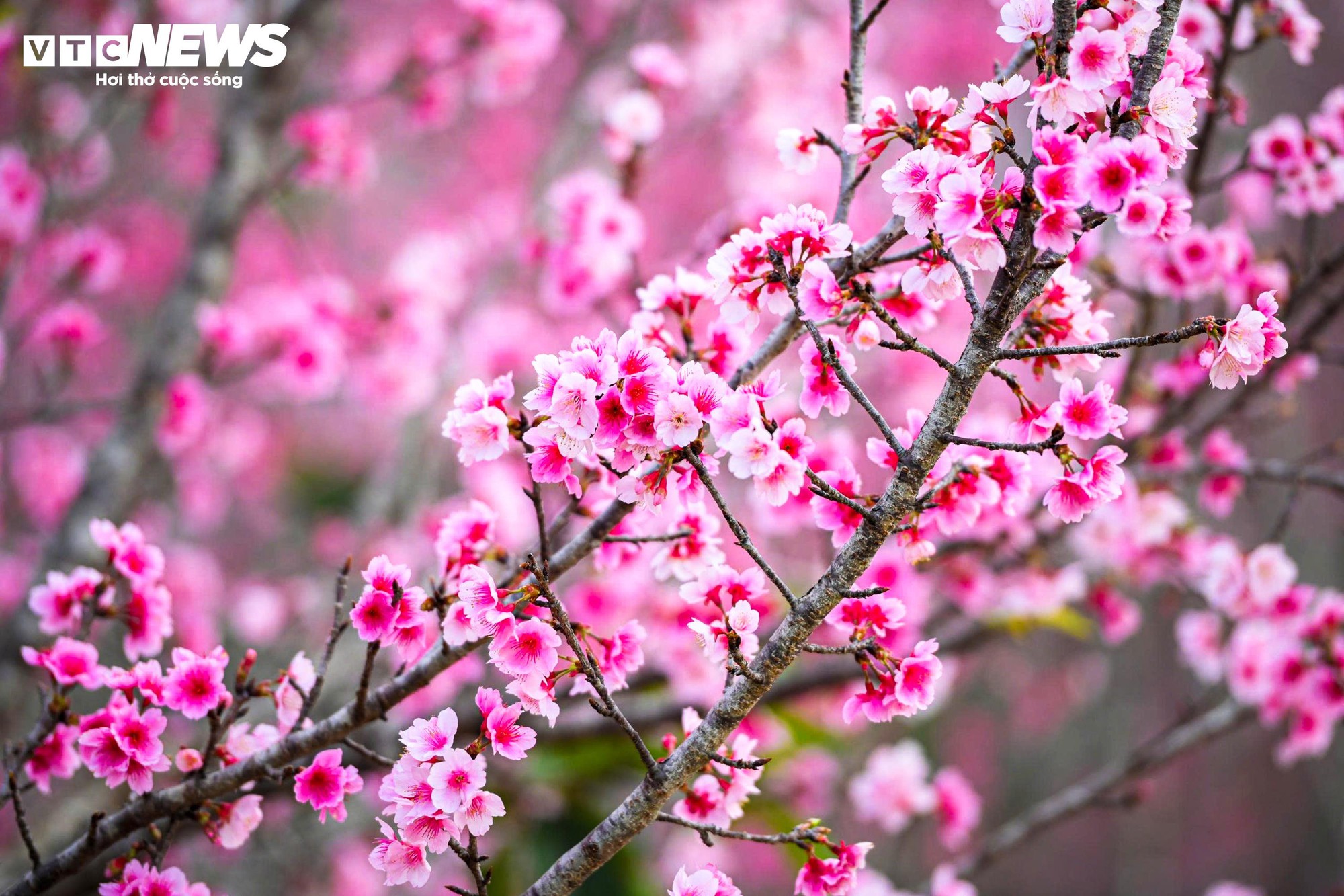 Hoa anh đào nở sớm tại Điện Biên: Đón xuân về vùng biên cương tuyệt đẹp - Ảnh 5.
