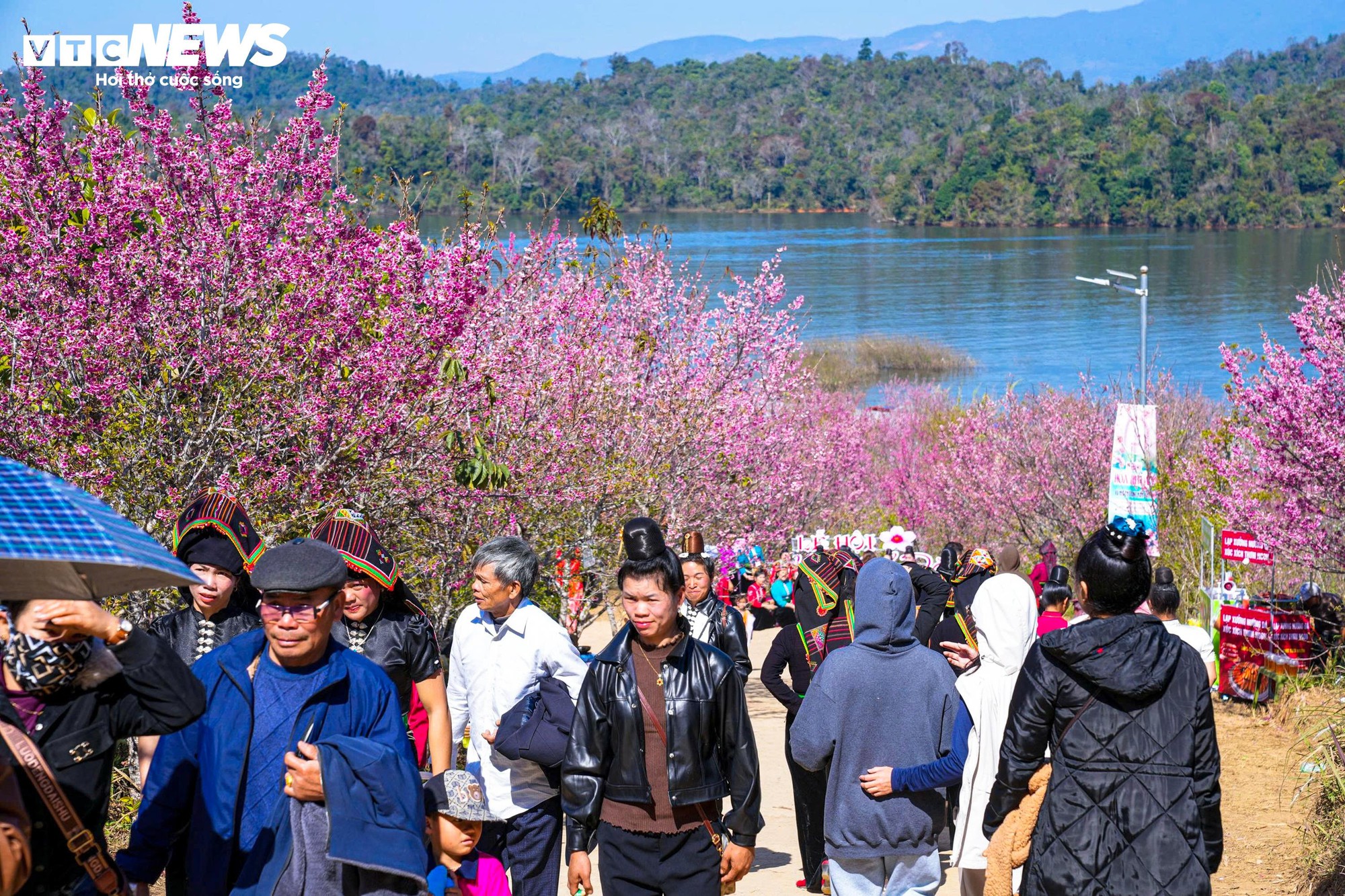 Hoa anh đào nở sớm tại Điện Biên: Đón xuân về vùng biên cương tuyệt đẹp - Ảnh 6.