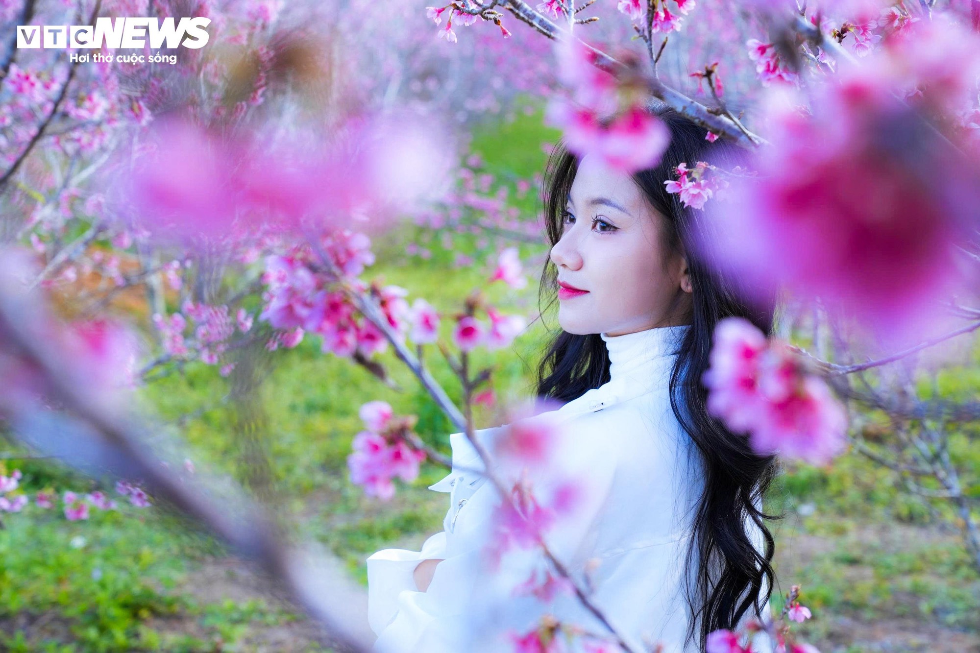 Hoa anh đào nở sớm tại Điện Biên: Đón xuân về vùng biên cương tuyệt đẹp - Ảnh 8.