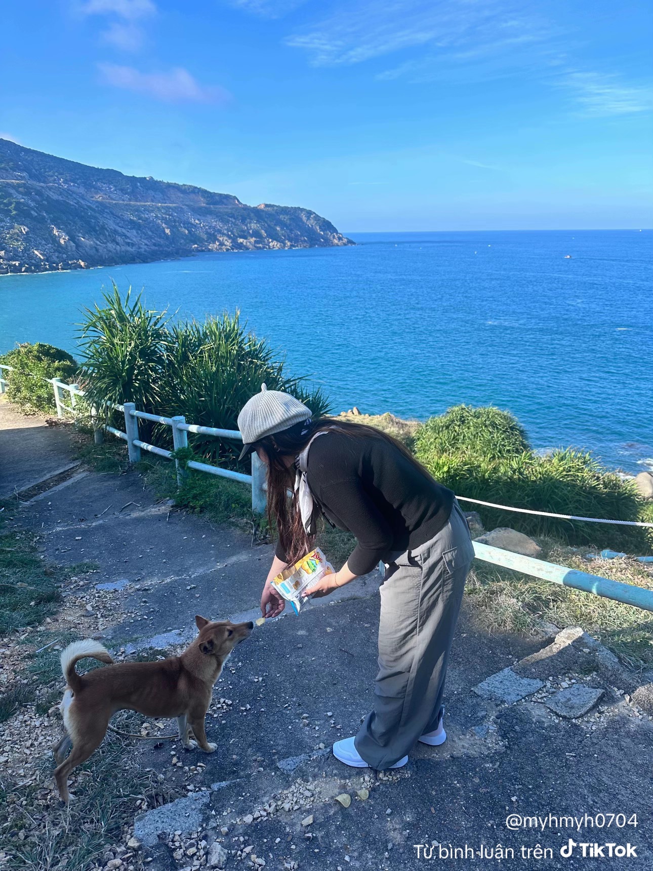 Chú chó vàng hot nhất Việt Nam lúc này!- Ảnh 2. Chú chó vàng hot nhất Việt Nam lúc này!- Ảnh 2.