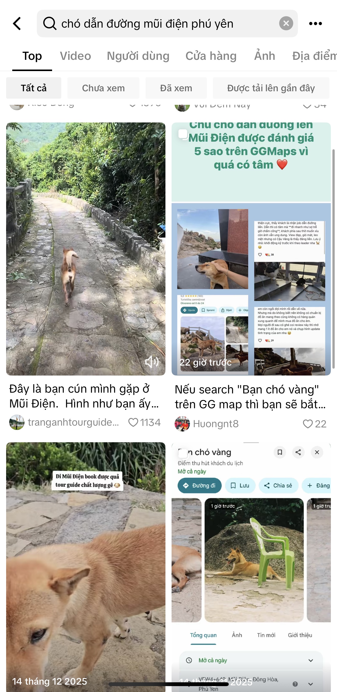 Chú chó vàng hot nhất Việt Nam lúc này!- Ảnh 5. Chú chó vàng hot nhất Việt Nam lúc này!- Ảnh 5.