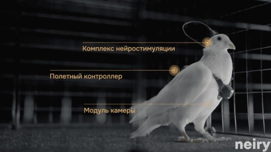 Nga biến chim bồ câu thành bio-drone, bay xa hàng trăm km - Ảnh 1. Nga biến chim bồ câu thành bio-drone, bay xa hàng trăm km - Ảnh 1.