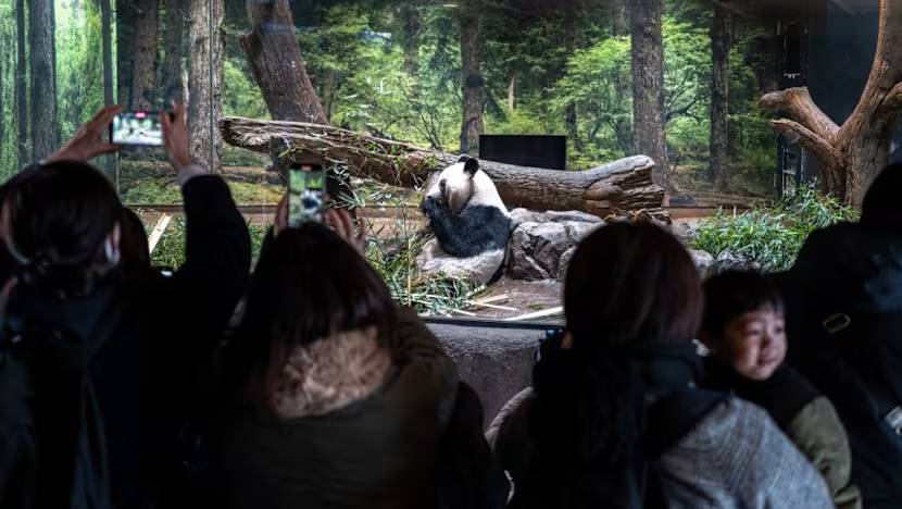 Người d&acirc;n Nhật Bản tiễn gấu tr&uacute;c về Trung Quốc: Nỗi buồn v&agrave; thiệt hại kinh tế - Ảnh 6.