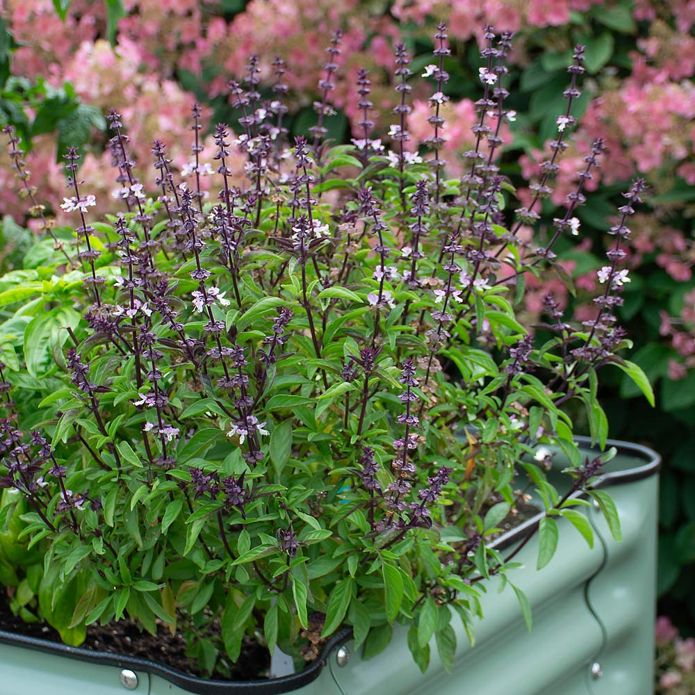 Loại c&acirc;y gia vị n&ecirc;n trồng trong nh&agrave; v&agrave;o năm mới: "H&uacute;t" may mắn, t&agrave;i lộc, l&agrave;m thuốc khi cần - Ảnh 2.