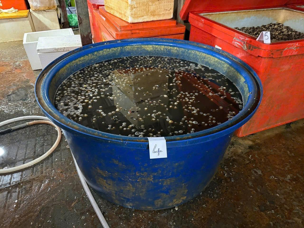 Rùng mình với lò ngâm ốc bươu bằng hóa chất độc hại ở TP . HCM - Ảnh 3. Rùng mình với lò ngâm ốc bươu bằng hóa chất độc hại ở TP . HCM - Ảnh 3.