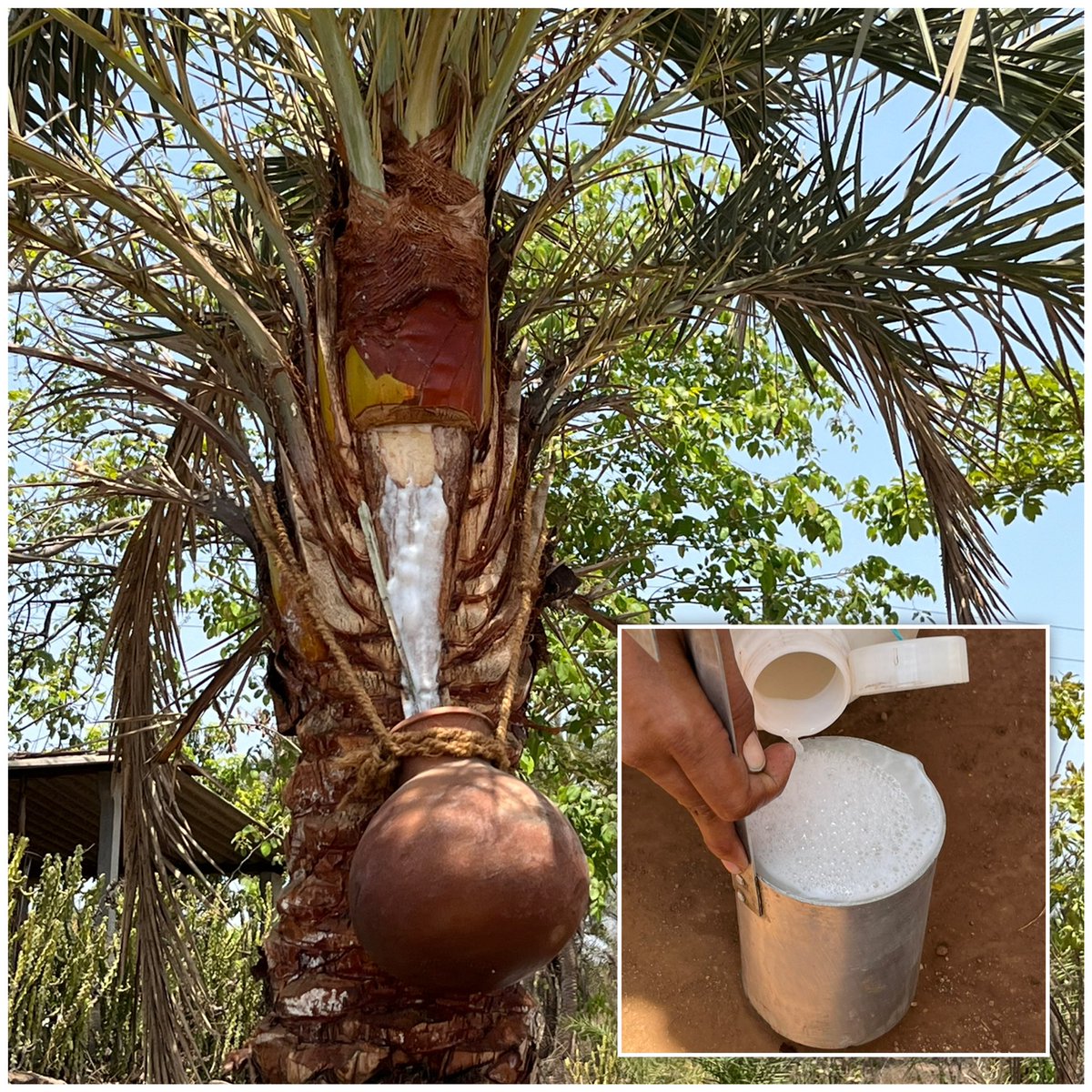 Nguồn l&acirc;y virus Nipah từ mật ch&agrave; l&agrave; sống trong đ&aacute;m cưới tại Ấn Độ - Ảnh 1.