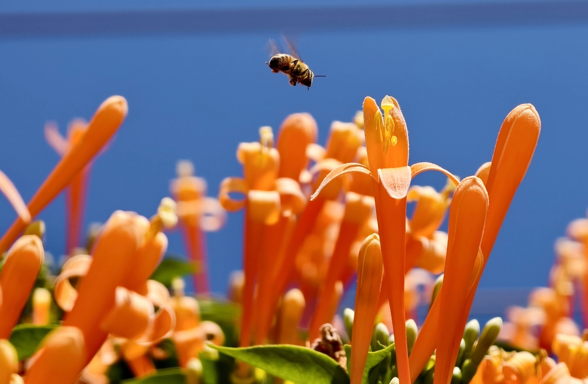Căn nh&agrave; dưới t&aacute;n hoa x&aacute;c ph&aacute;o, đang "nổi như cồn" ở L&acirc;m Đồng - Ảnh 8.