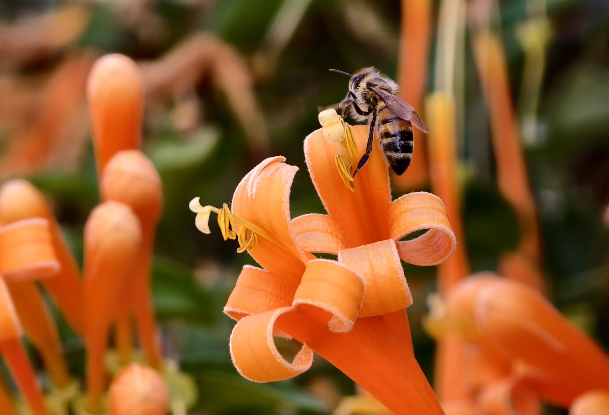 Căn nh&agrave; dưới t&aacute;n hoa x&aacute;c ph&aacute;o, đang "nổi như cồn" ở L&acirc;m Đồng - Ảnh 13.