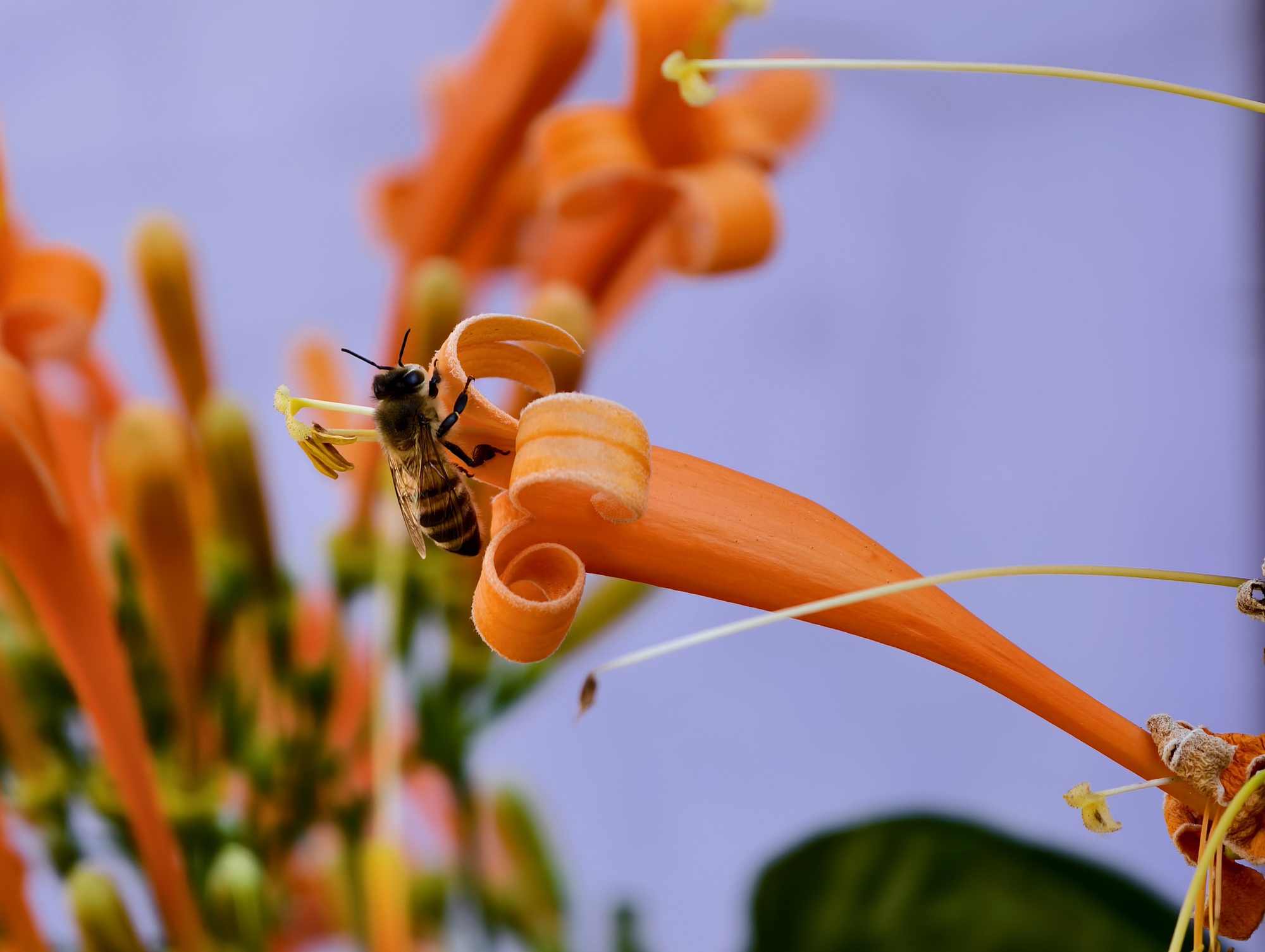 Căn nh&agrave; dưới t&aacute;n hoa x&aacute;c ph&aacute;o, đang "nổi như cồn" ở L&acirc;m Đồng - Ảnh 14.