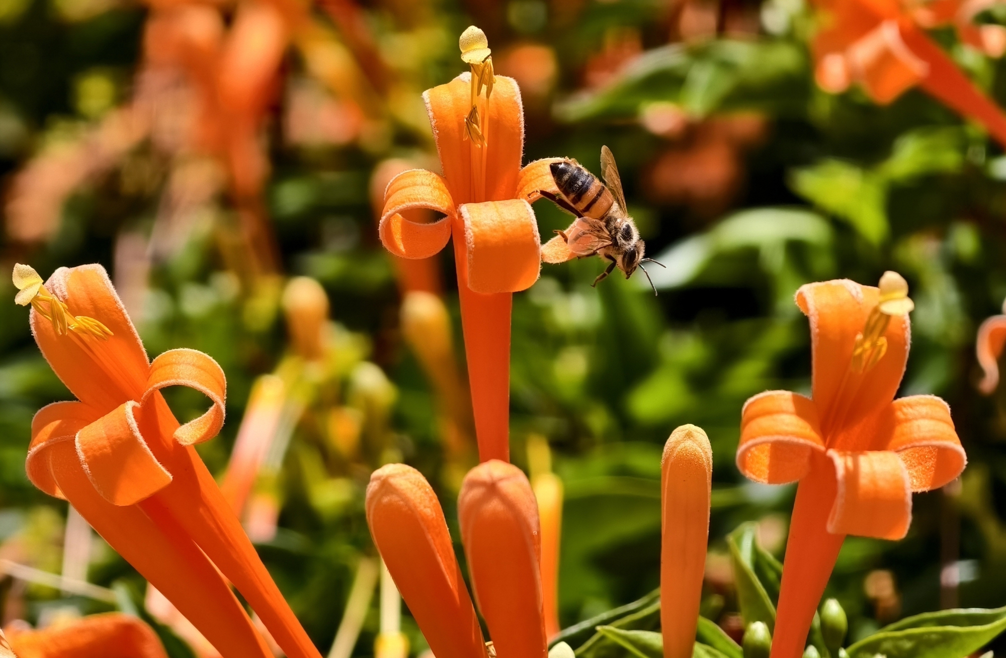 Căn nh&agrave; dưới t&aacute;n hoa x&aacute;c ph&aacute;o, đang "nổi như cồn" ở L&acirc;m Đồng - Ảnh 11.