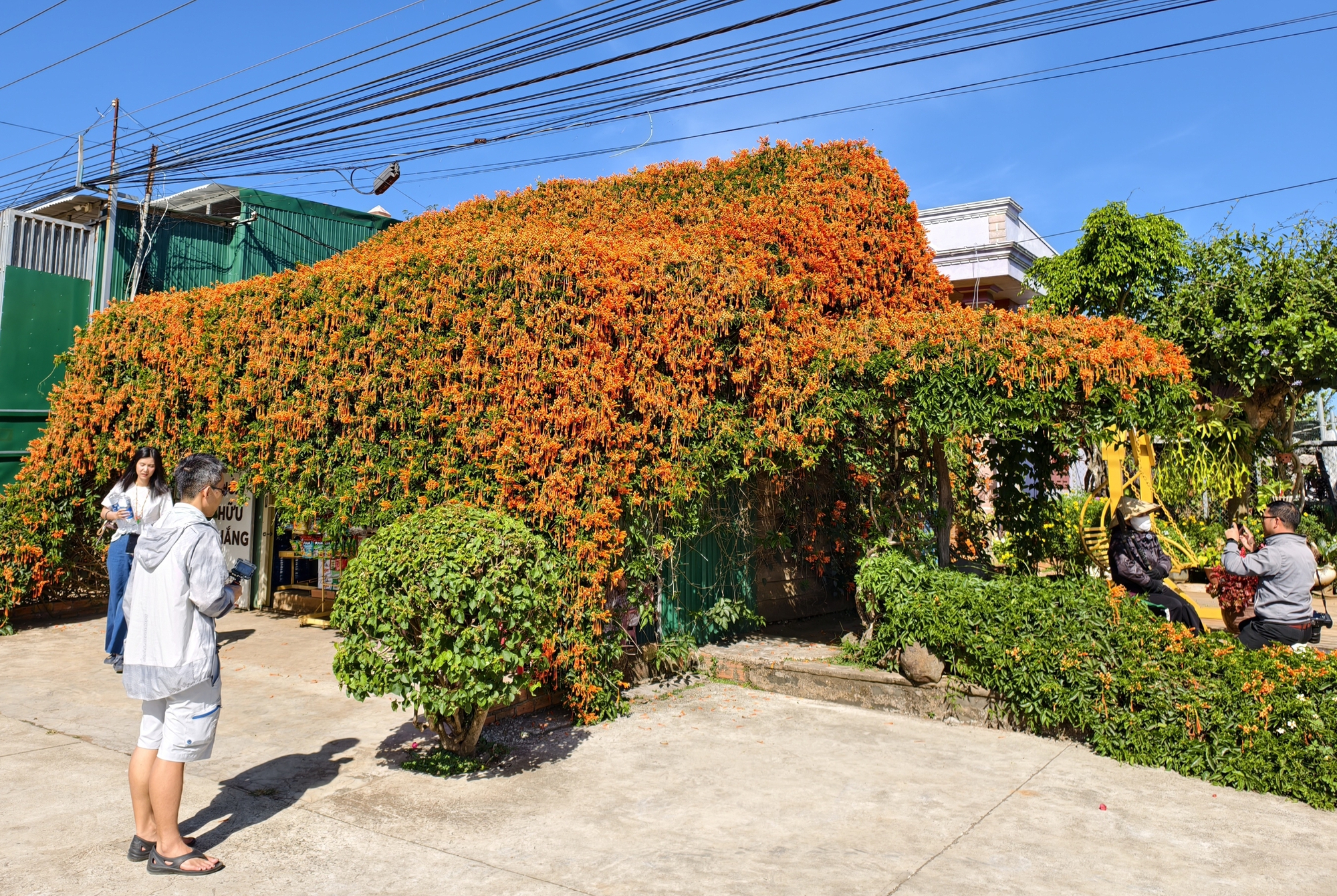 Căn nh&agrave; dưới t&aacute;n hoa x&aacute;c ph&aacute;o, đang "nổi như cồn" ở L&acirc;m Đồng - Ảnh 3.