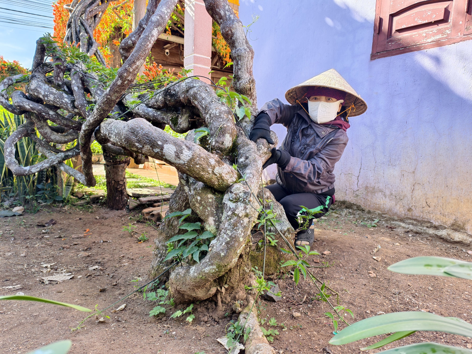 Căn nh&agrave; dưới t&aacute;n hoa x&aacute;c ph&aacute;o, đang "nổi như cồn" ở L&acirc;m Đồng - Ảnh 4.