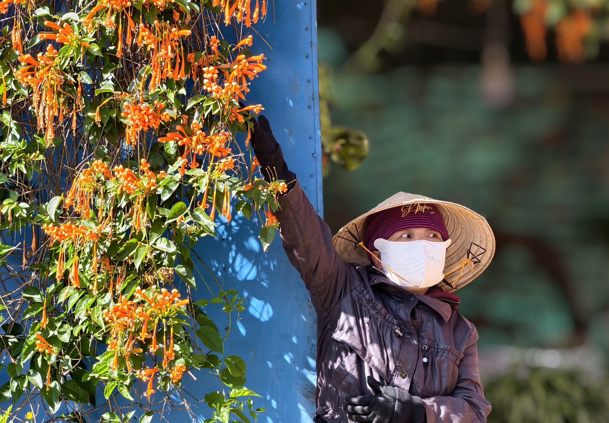 Căn nh&agrave; dưới t&aacute;n hoa x&aacute;c ph&aacute;o, đang "nổi như cồn" ở L&acirc;m Đồng - Ảnh 5.