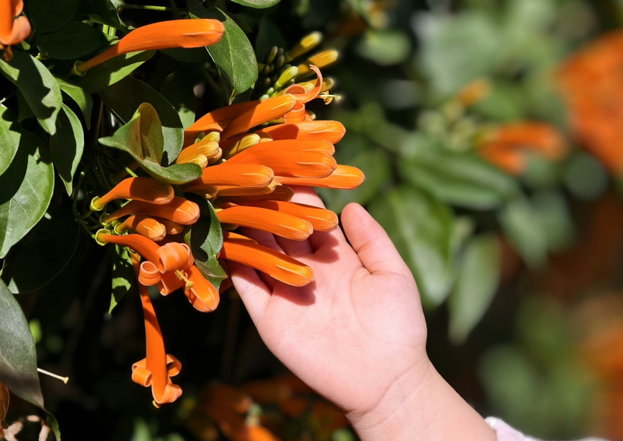 Căn nh&agrave; dưới t&aacute;n hoa x&aacute;c ph&aacute;o, đang "nổi như cồn" ở L&acirc;m Đồng - Ảnh 7.