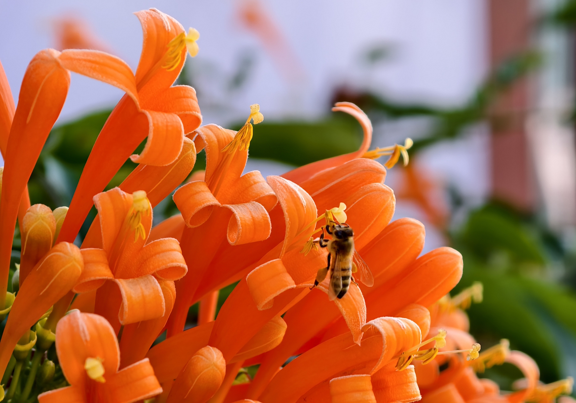 Căn nh&agrave; dưới t&aacute;n hoa x&aacute;c ph&aacute;o, đang "nổi như cồn" ở L&acirc;m Đồng - Ảnh 12.