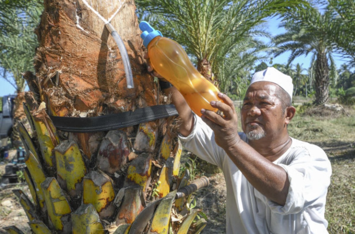 Nghi nữ điều dưỡng Ấn Độ nhiễm virus Nipah do uống mật chà là - Ảnh 1.