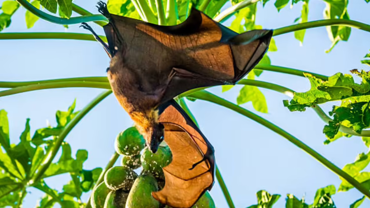 Chuyên gia cảnh báo: Loài dơi mang virus Nipah thích ăn một loại quả quen thuộc, ngày Tết ở Việt Nam bán cực nhiều Chuyên gia cảnh báo: Loài dơi mang virus Nipah thích ăn một loại quả quen thuộc, ngày Tết ở Việt Nam bán cực nhiều