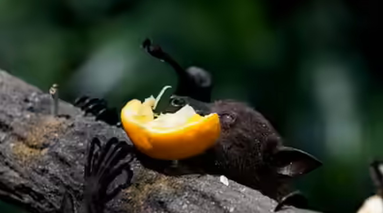 - Ảnh 2. - Ảnh 2.