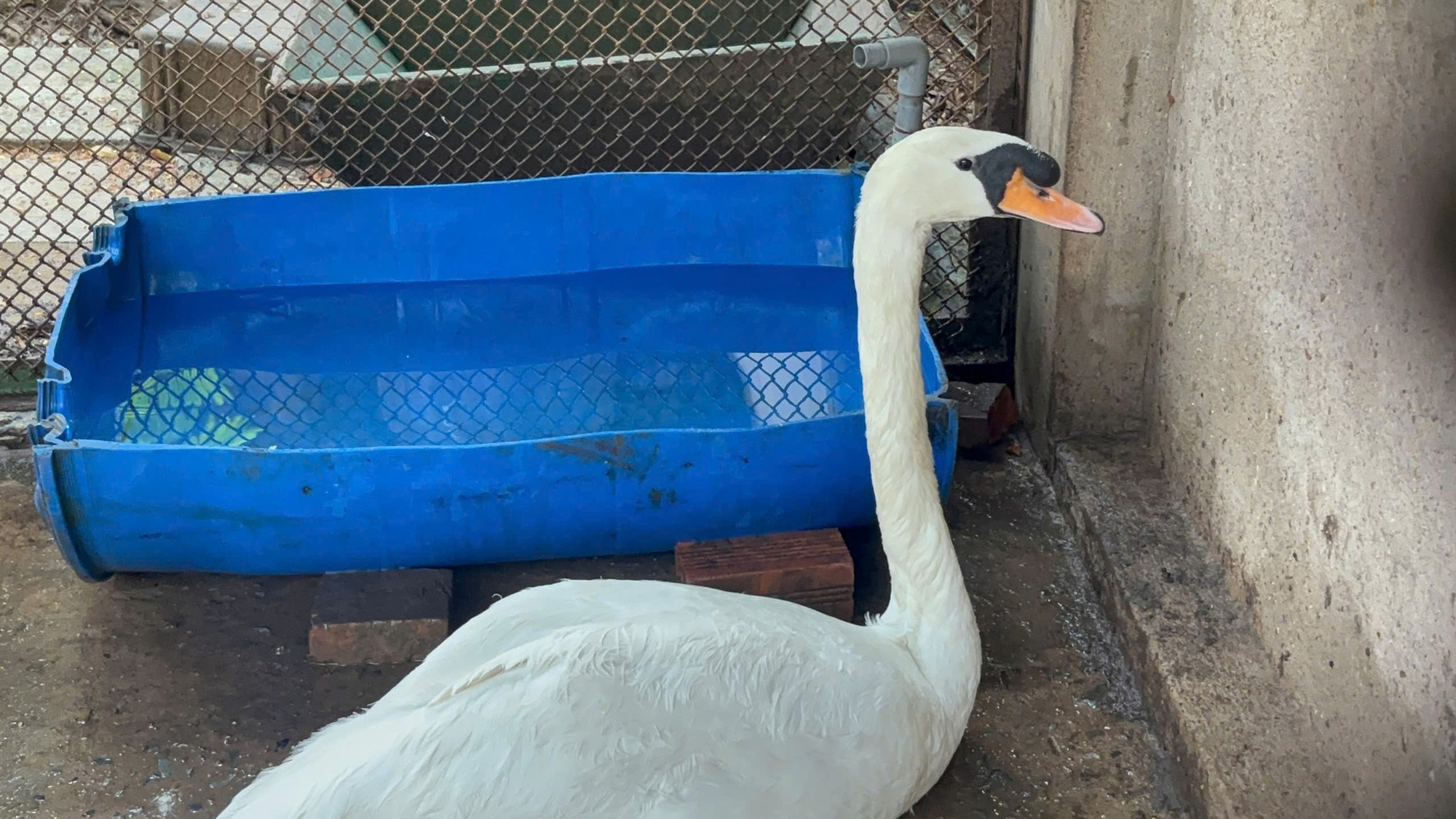 Thiên nga trắng bị nhét ba lô, trộm khỏi Thảo Cầm Viên - Ảnh 1.