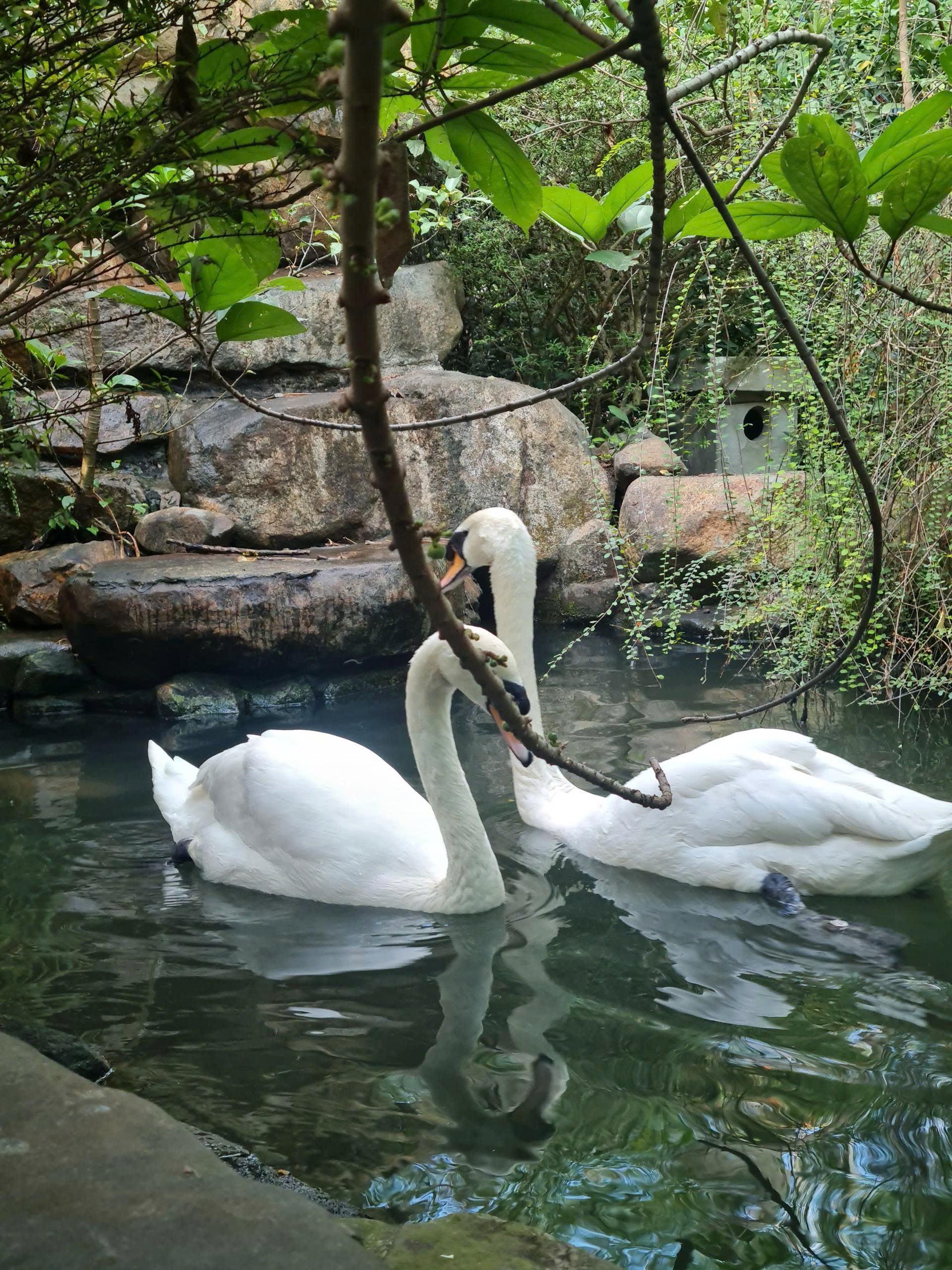 Thiên nga trắng bị nhét ba lô, trộm khỏi Thảo Cầm Viên - Ảnh 2.