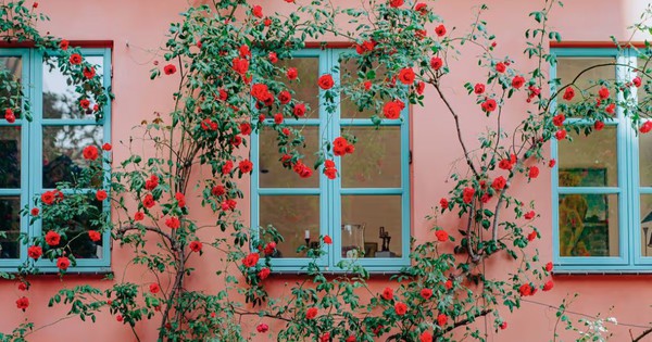 6 loại c&acirc;y cần được cắt tỉa ngay b&acirc;y giờ - Ảnh 3.