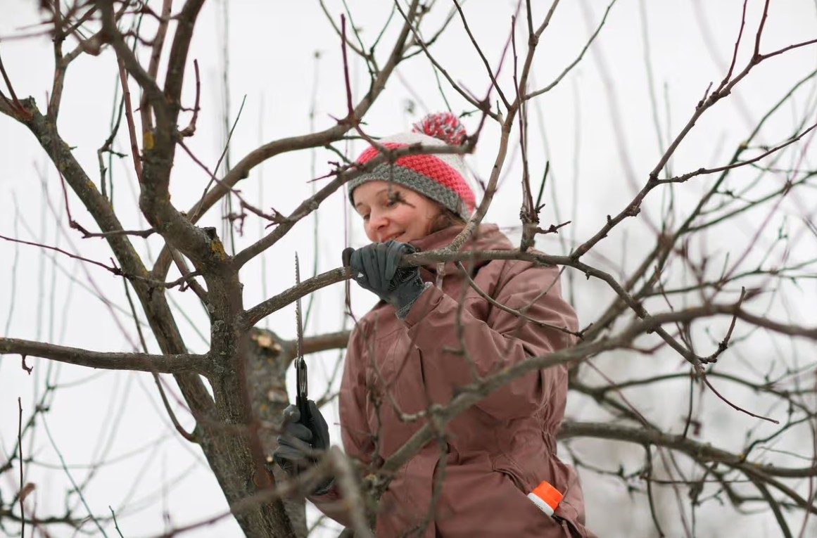 5 loại c&acirc;y cần được cắt tỉa trước khi th&aacute;ng 1 kết th&uacute;c- Ảnh 1.