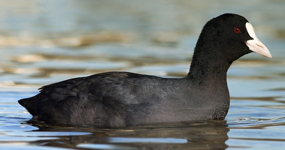 - Ảnh 1. - Ảnh 1.