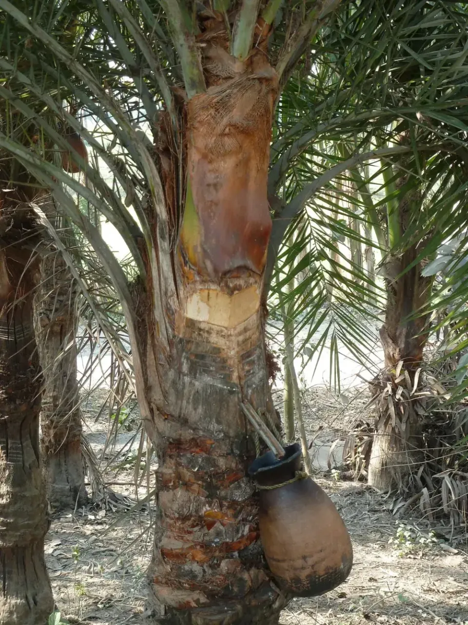 Món nước dễ chứa nguồn lây virus Nipah: Chuyên gia cảnh báo ngon, thèm mấy cũng phải tránh- Ảnh 3.