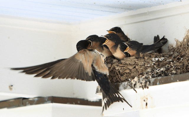 Gần Tết thấy nh&agrave; c&oacute; 6 dấu hiệu n&agrave;y l&agrave; cuộc đời nở hoa, t&agrave;i lộc g&otilde; cửa: Đặc biệt l&agrave; điều số 2!- Ảnh 1.