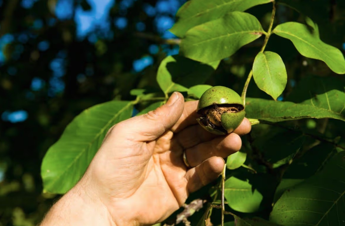 5 loại c&acirc;y cần được cắt tỉa trước khi th&aacute;ng 1 kết th&uacute;c- Ảnh 2.