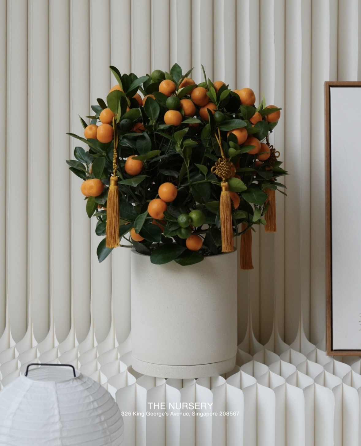 Trend chơi quất mini cho nh&agrave; nhỏ đ&oacute;n Tết B&iacute;nh Ngọ 2026 - Ảnh 9.