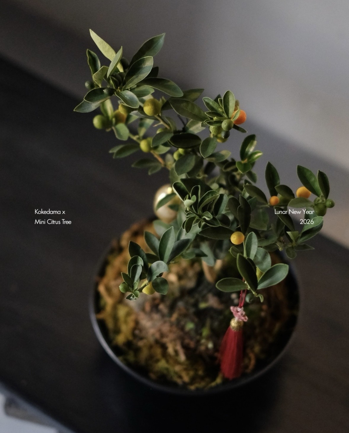 Trend chơi quất mini cho nh&agrave; nhỏ đ&oacute;n Tết B&iacute;nh Ngọ 2026 - Ảnh 13.