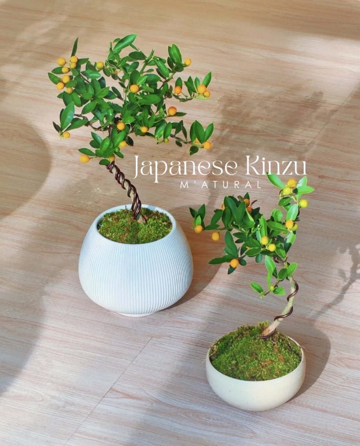 Trend chơi quất mini cho nh&agrave; nhỏ đ&oacute;n Tết B&iacute;nh Ngọ 2026 - Ảnh 5.