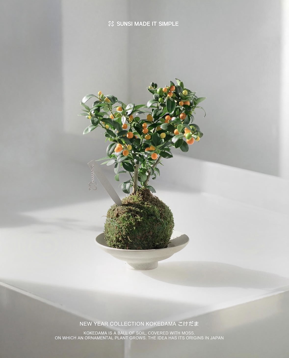 Trend chơi quất mini cho nh&agrave; nhỏ đ&oacute;n Tết B&iacute;nh Ngọ 2026 - Ảnh 3.