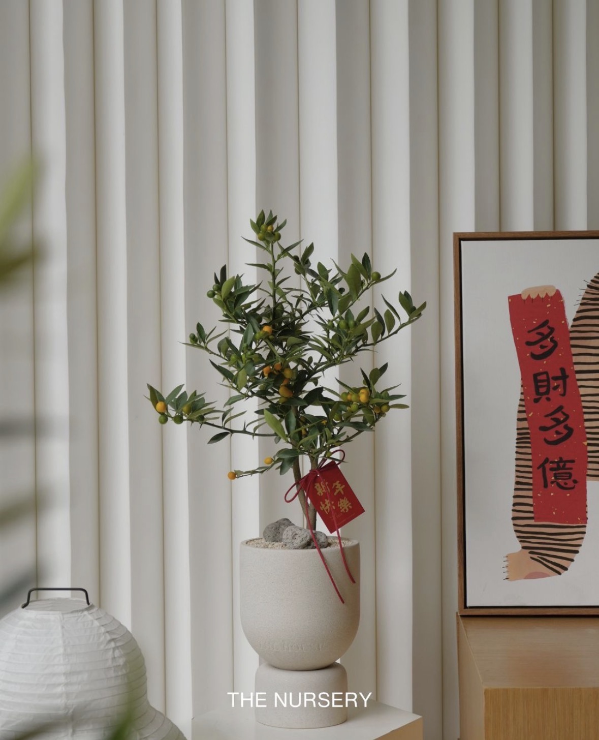 Trend chơi quất mini cho nh&agrave; nhỏ đ&oacute;n Tết B&iacute;nh Ngọ 2026 - Ảnh 8.