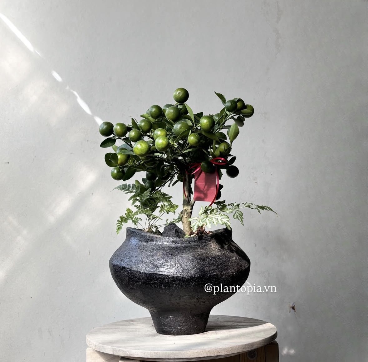 Trend chơi quất mini cho nh&agrave; nhỏ đ&oacute;n Tết B&iacute;nh Ngọ 2026 - Ảnh 12.