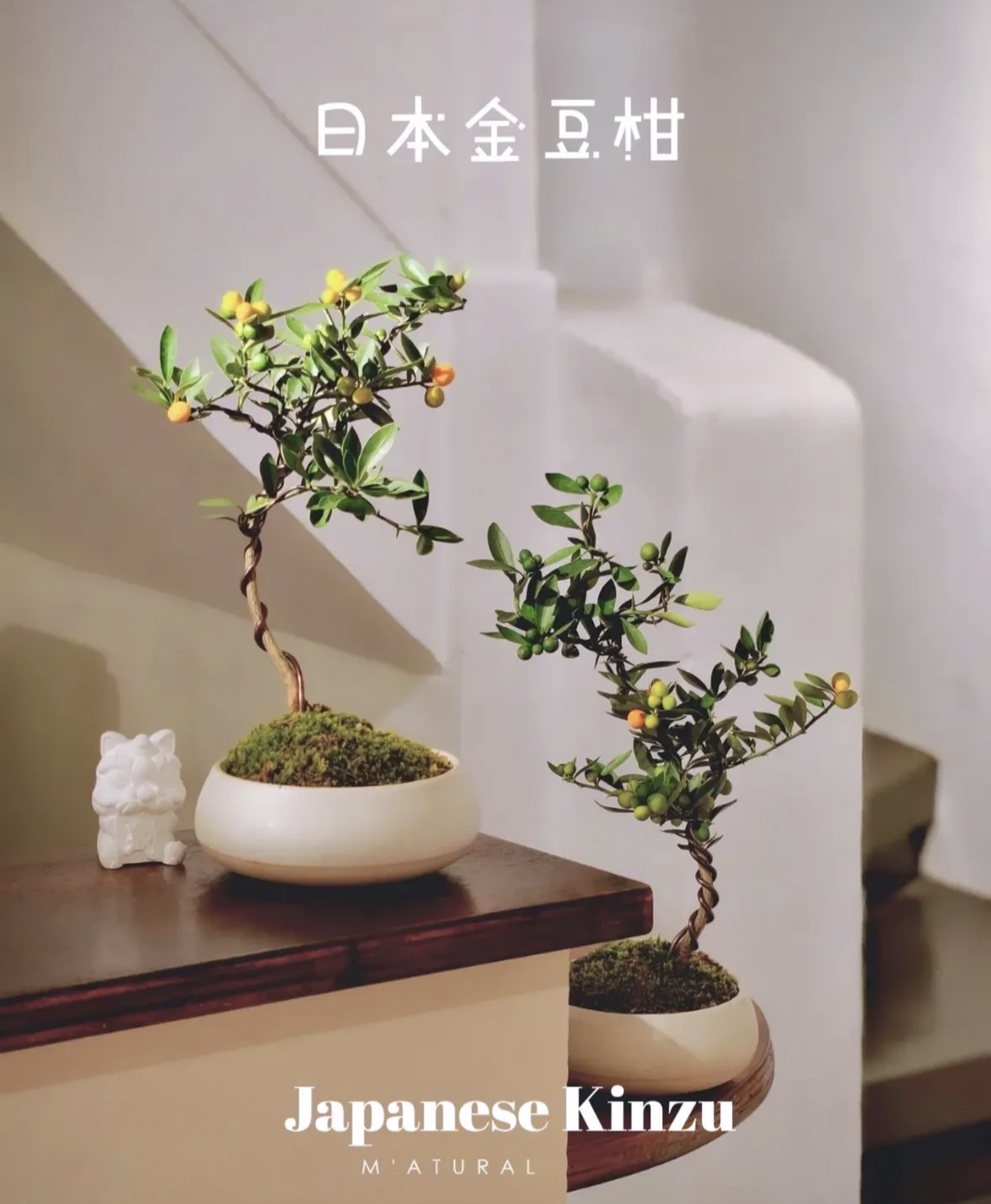 Trend chơi quất mini cho nh&agrave; nhỏ đ&oacute;n Tết B&iacute;nh Ngọ 2026 - Ảnh 7.