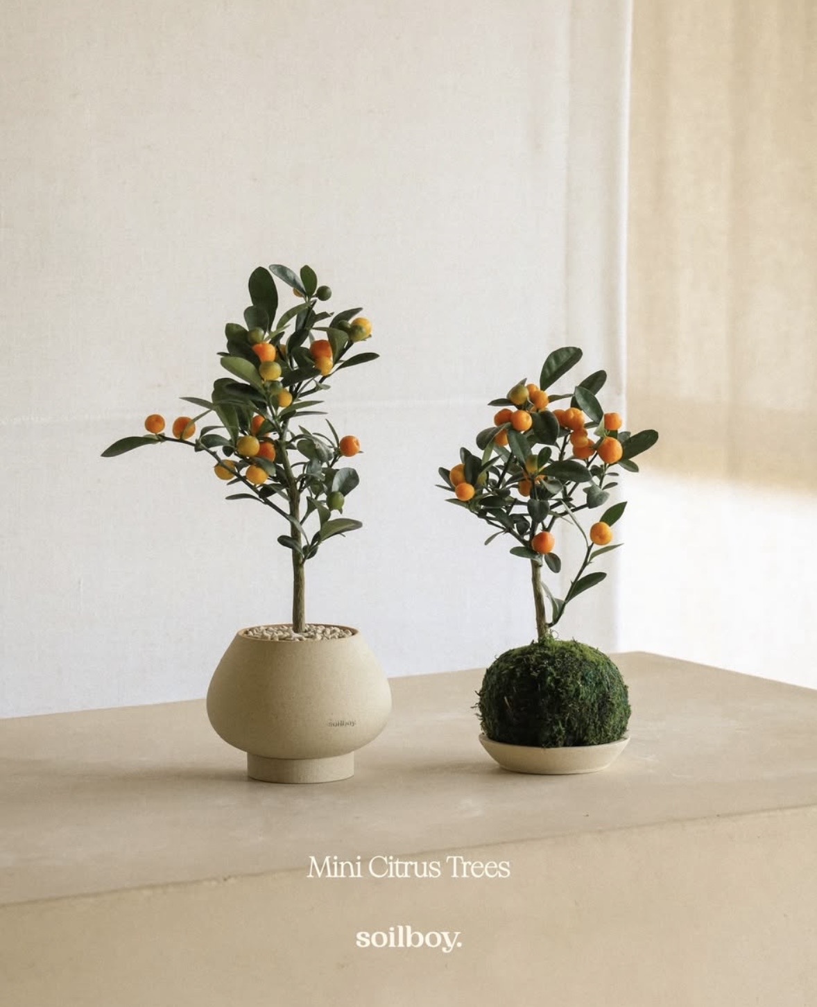 Trend chơi quất mini cho nh&agrave; nhỏ đ&oacute;n Tết B&iacute;nh Ngọ 2026 - Ảnh 4.