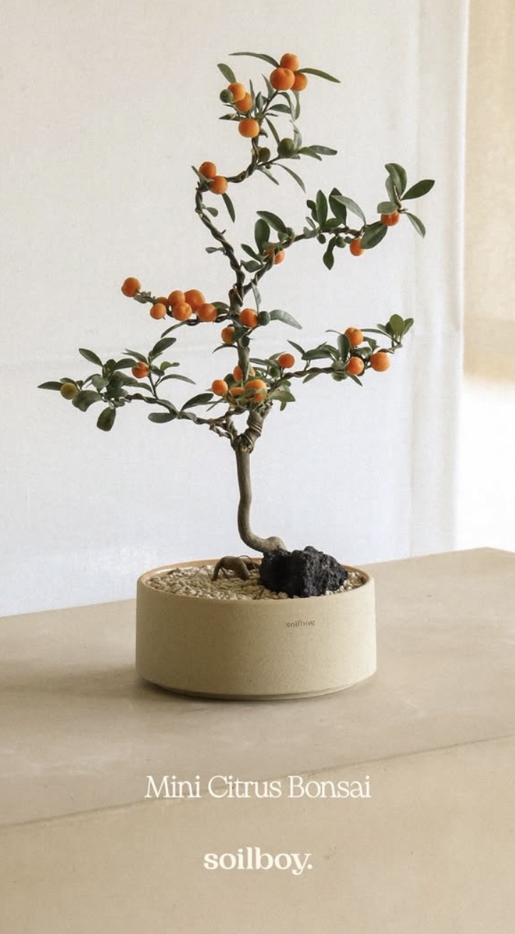 Trend chơi quất mini cho nh&agrave; nhỏ đ&oacute;n Tết B&iacute;nh Ngọ 2026 - Ảnh 1.