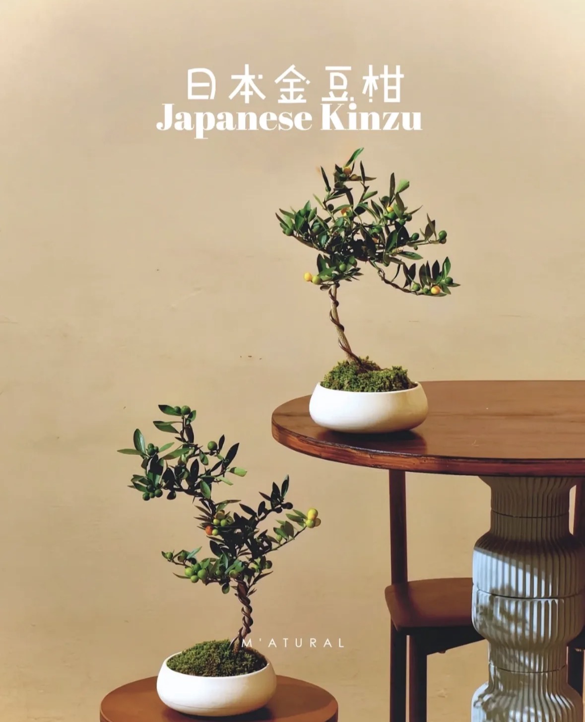 Trend chơi quất mini cho nh&agrave; nhỏ đ&oacute;n Tết B&iacute;nh Ngọ 2026 - Ảnh 6.