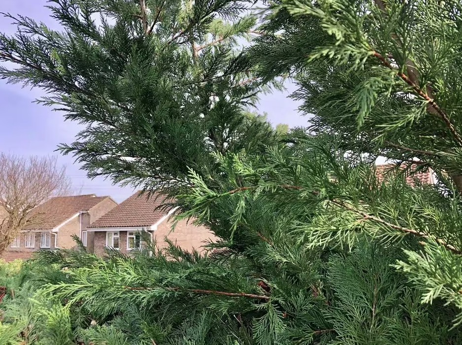 Chuyên Gia Bất Động Sản Nói Thẳng: Có 4 Loại Cây Cần Tránh Trồng Trước Nhà Bằng Mọi Giá Leyland Cypress Branches Closeup 2 1769674431438 1769674431744207823463