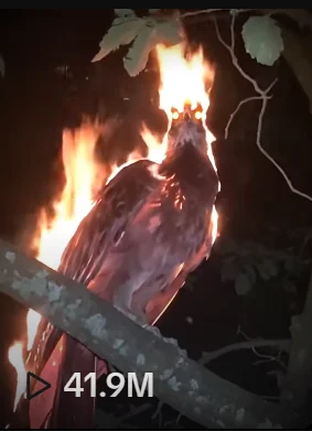 Xôn xao đoạn video phượng hoàng lửa đột ngột xuất hiện trong đêm tối, mạng xã hội chia rẽ thành 2 phe - Ảnh 2.