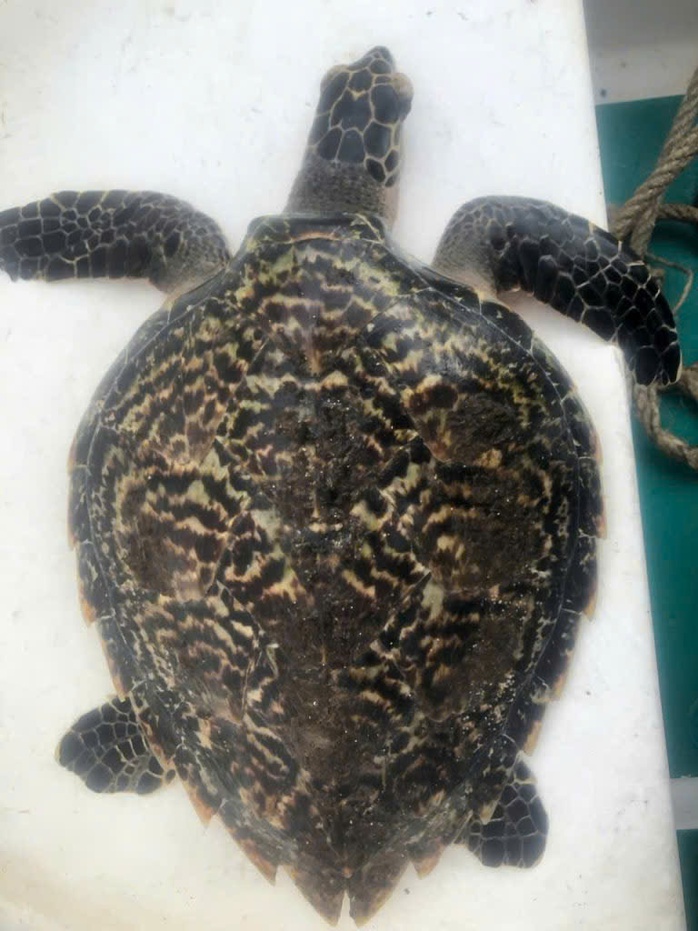 Ph&aacute;t hiện đồi mồi q&uacute;y hiếm tại Đ&agrave; Nẵng: T&iacute;n hiệu t&iacute;ch cực cho bảo tồn - Ảnh 1.