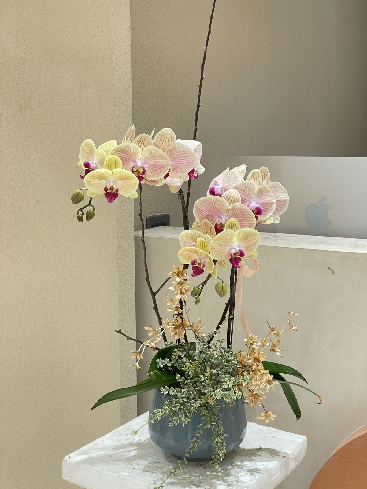 5 loài hoa khó tính khiến người mới chơi sợ hãi khi trồng - Ảnh 3. 5 loài hoa khó tính khiến người mới chơi sợ hãi khi trồng - Ảnh 3.