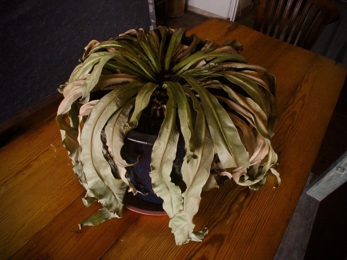 5 dấu hiệu nhận biết phong thủy nh&agrave; đang suy yếu, tiền tr&ocirc;i tuột như nước chảy qua kẽ tay- Ảnh 1.