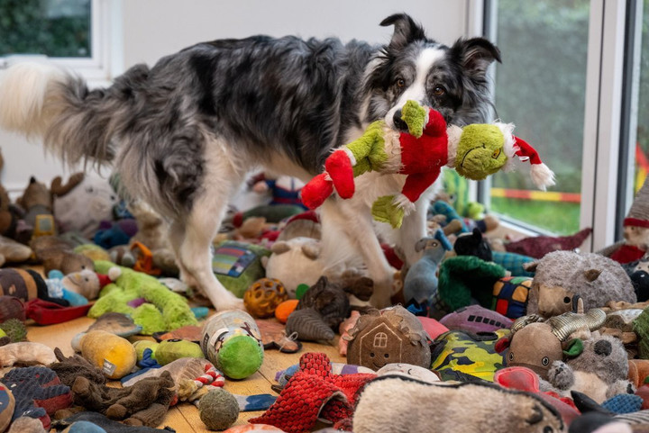 Ch&uacute; ch&oacute; th&ocirc;ng minh nhớ t&ecirc;n 221 m&oacute;n đồ chơi g&acirc;y kinh ngạc giới khoa học - Ảnh 3.