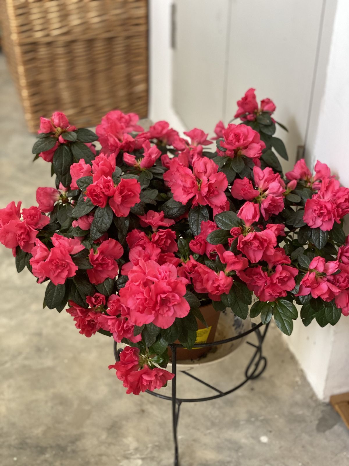 5 loài hoa khó tính khiến người mới chơi sợ hãi khi trồng - Ảnh 2. 5 loài hoa khó tính khiến người mới chơi sợ hãi khi trồng - Ảnh 2.